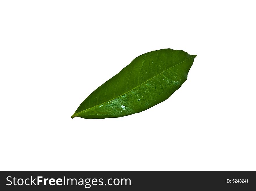 Close up of a green leaf covered in raindrops isolated on white background