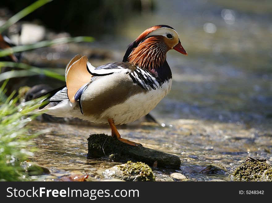 Colorful mandarin duck in the pond. Colorful mandarin duck in the pond