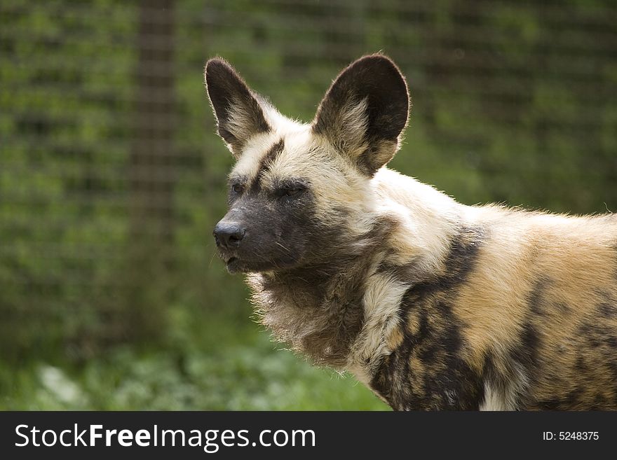 A hyena staring at something that caught its attention. A hyena staring at something that caught its attention