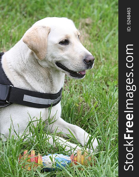 Labrador retriever on green grass. Labrador retriever on green grass