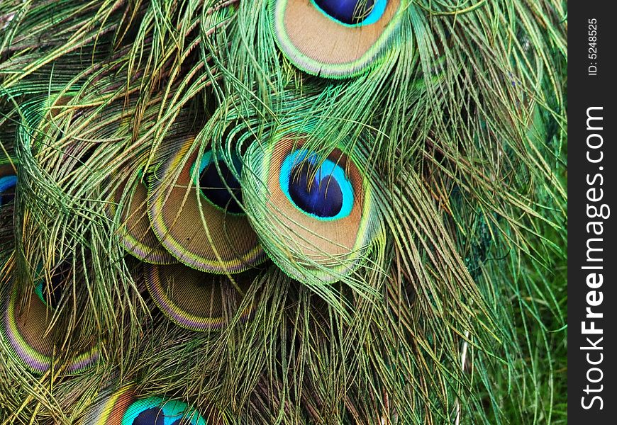 Close-up of colourful Peacock feathers.