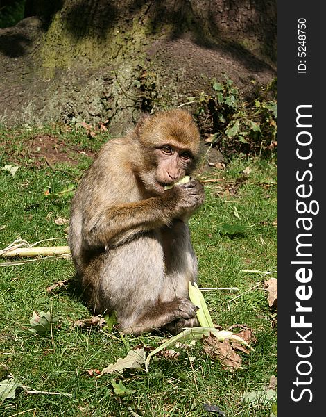 Barbary Macaque at Monkey Forest in Staffordshire