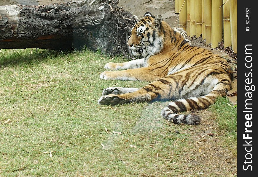 Bengal tier resting in front of a bamboo fence. Bengal tier resting in front of a bamboo fence