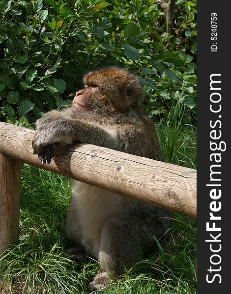 Barbary Macaque at Monkey Forest in Staffordshire