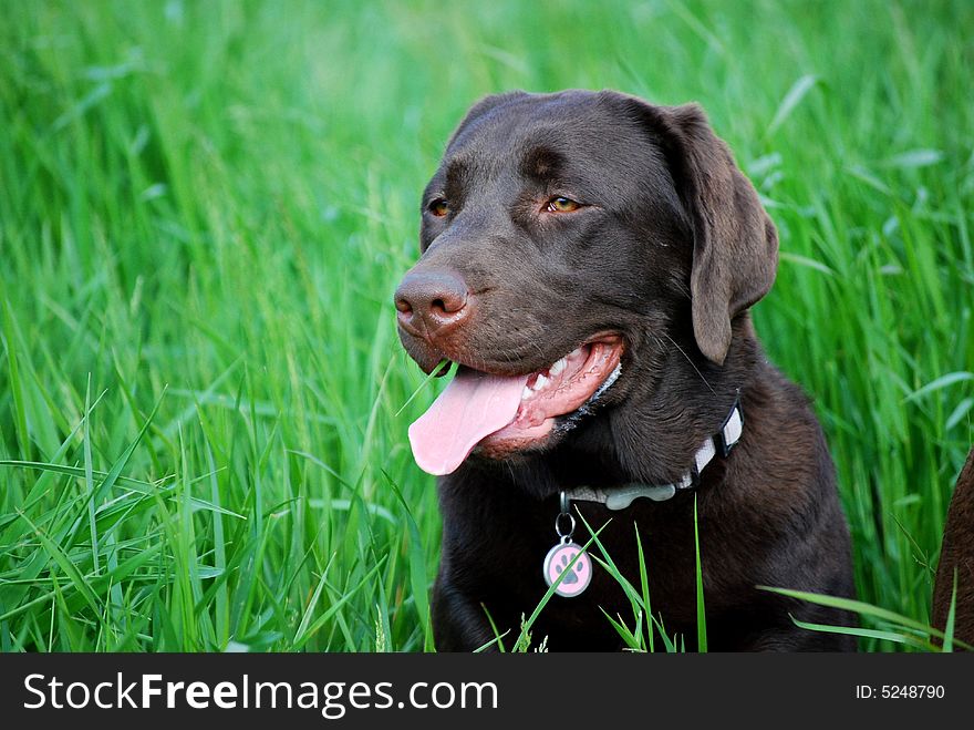 Shot of a beautiful chocolate labrador in the long grass. Shot of a beautiful chocolate labrador in the long grass