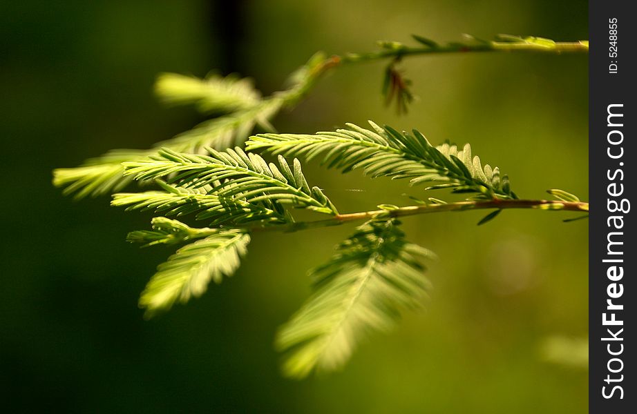 Sunlight according to the leaves.