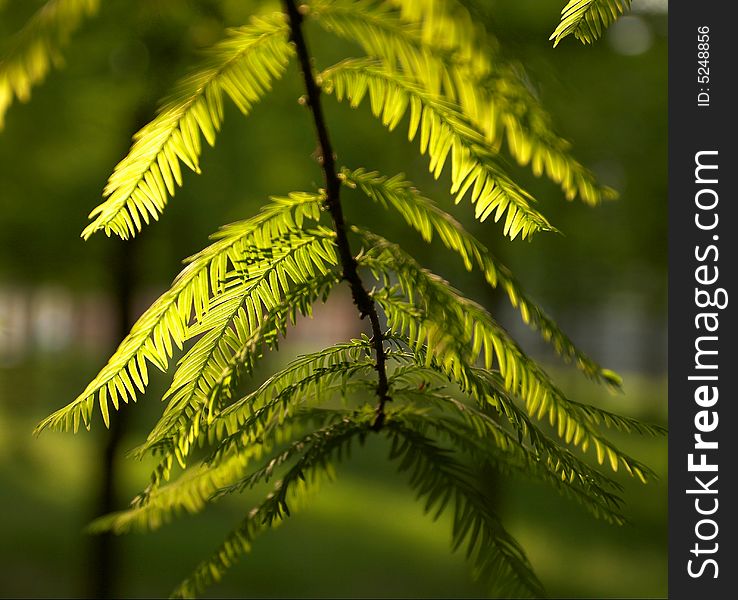 Sunlight according to the leaves.