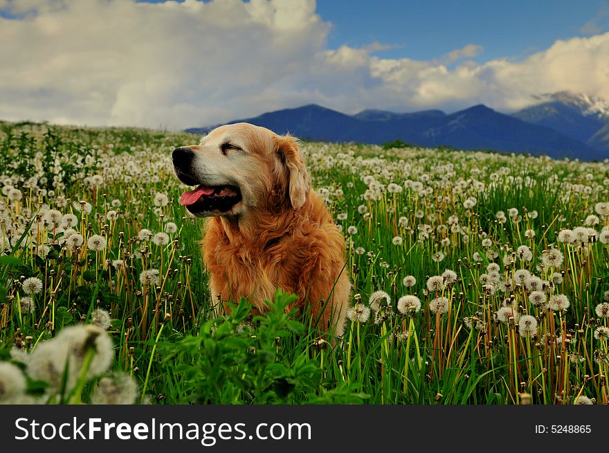 Dog on dandelion meadow