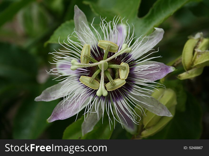 Close up of a passion flower on the Caribbean island of Montserrat. Close up of a passion flower on the Caribbean island of Montserrat