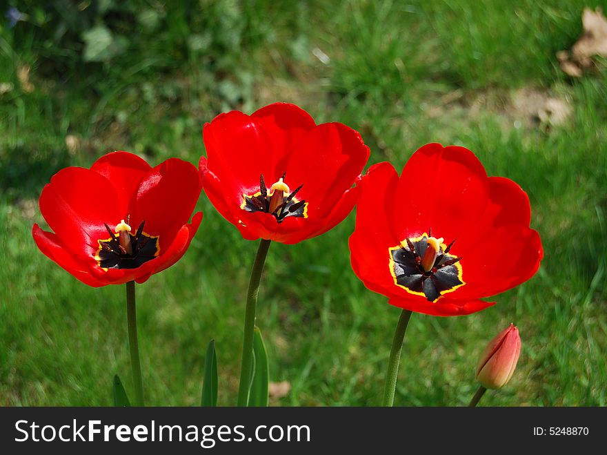 Three Tulipa Flowers