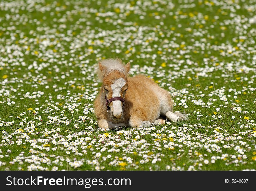 A sweet foal is resting on a green, white and yellow flower field