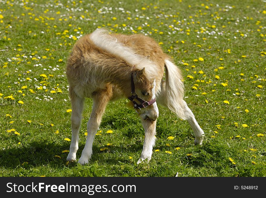 A sweet young horse on a green field