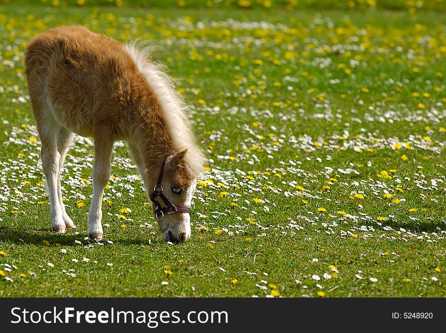 A sweet young horse is eating grass. A sweet young horse is eating grass