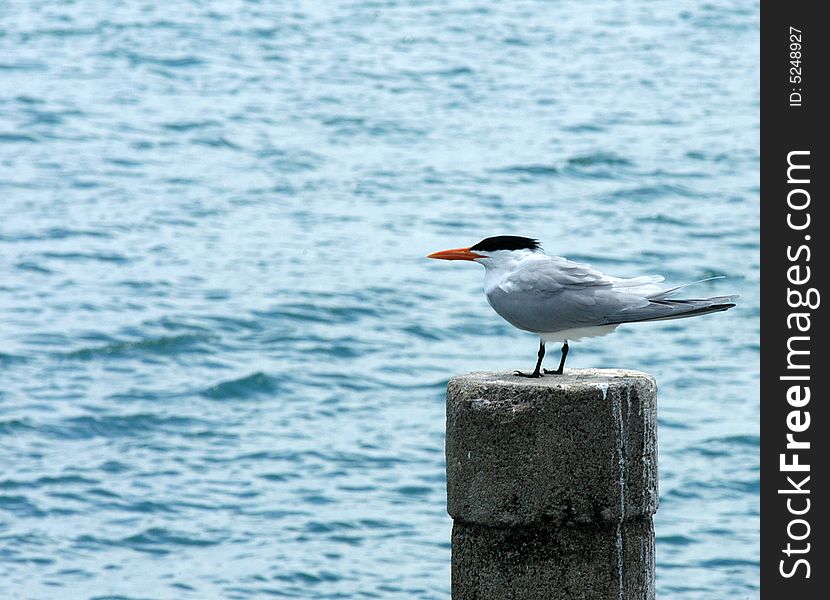 A seagull standing on a pile