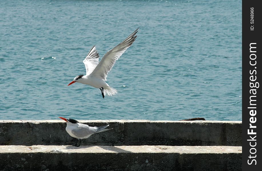 Two seagulls on an embankment