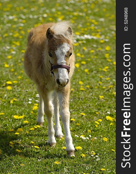 A sweet foal is walking alone on a flower meadow.