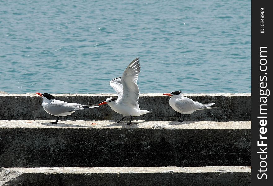 Three seagulls on an embankment