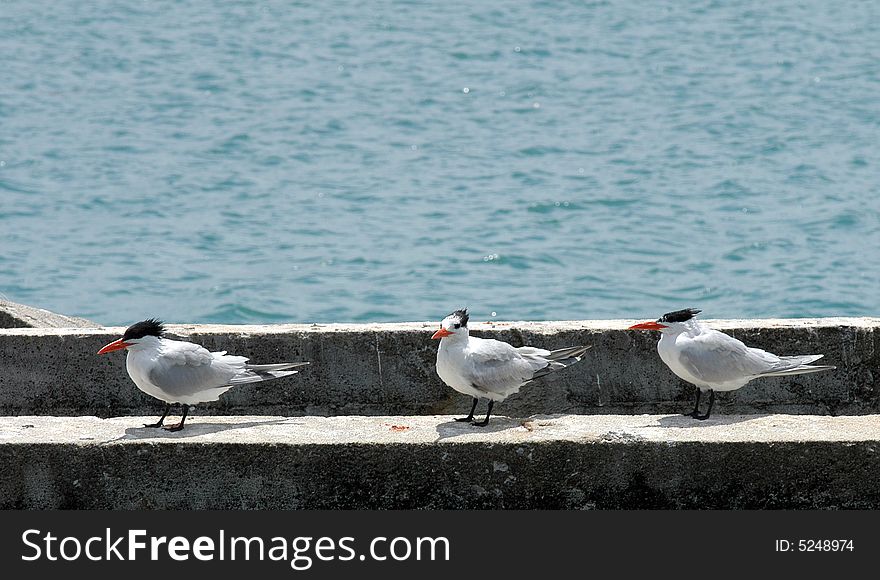 Three seagulls on an embankment