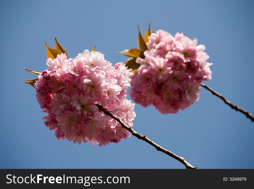 Sakura Blossomy
