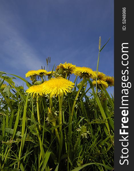 Dandelion flowers in nature