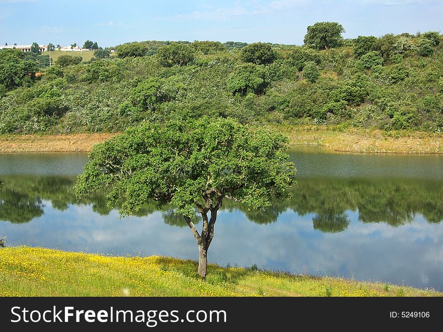 Landscape in the water with trees. Landscape in the water with trees.