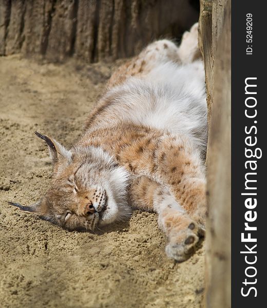 Sleepeng lynx outdoor close-up. zoo photo. shallow dof