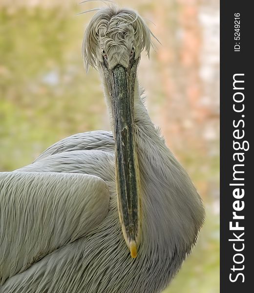 Curly pelican portrait over blurred background