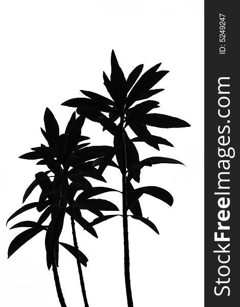 Silhouette of plant in black and white, isolated on white. Silhouette of plant in black and white, isolated on white