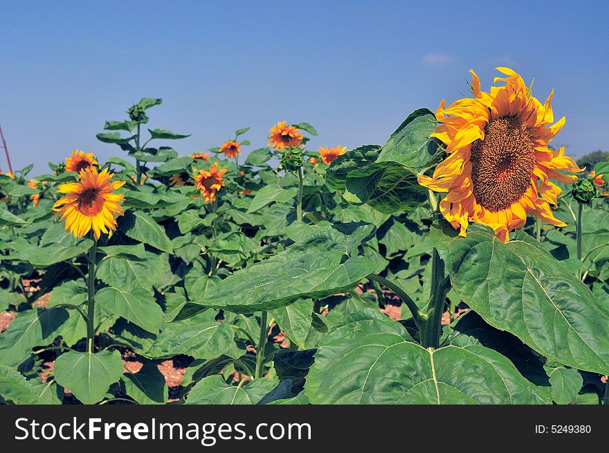 Heads of the sunflower by summer at period of the blossom