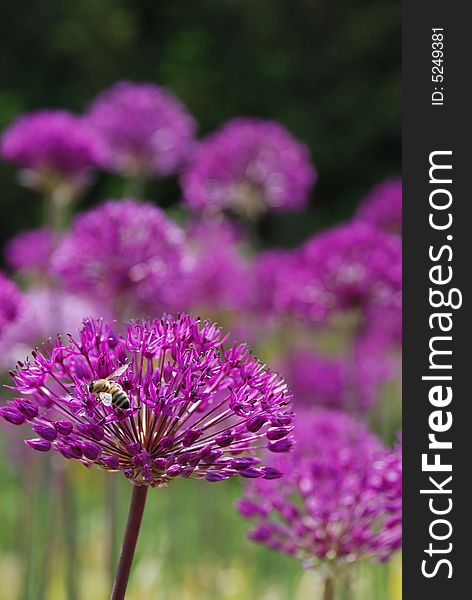 Beautiful violet flower in the garden. Beautiful violet flower in the garden