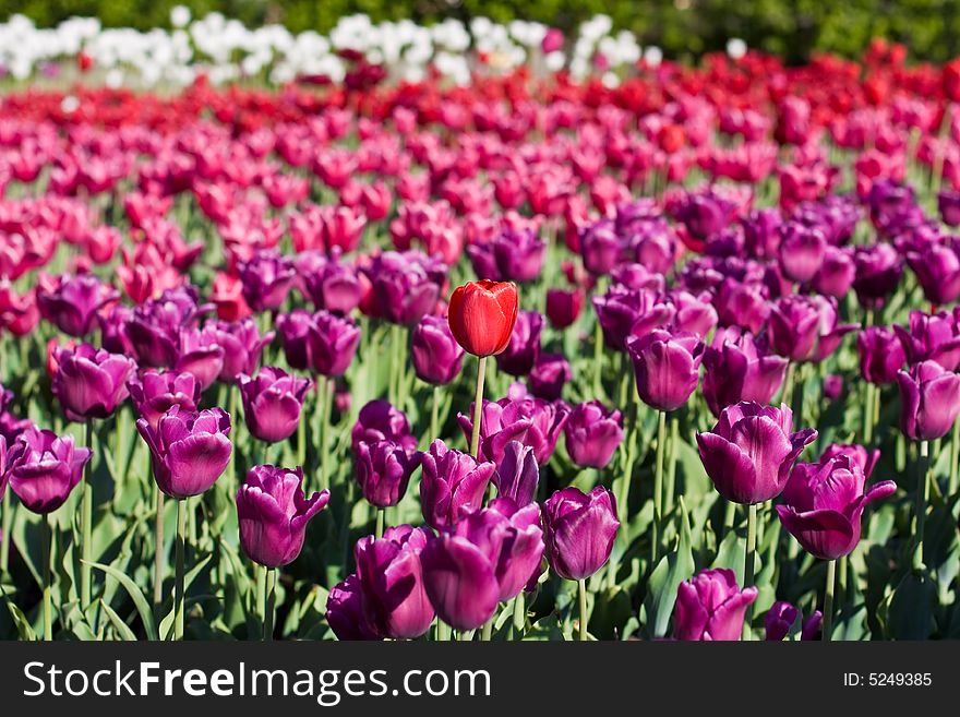 Field with violet tulipss with single red tulip in centre. Field with violet tulipss with single red tulip in centre