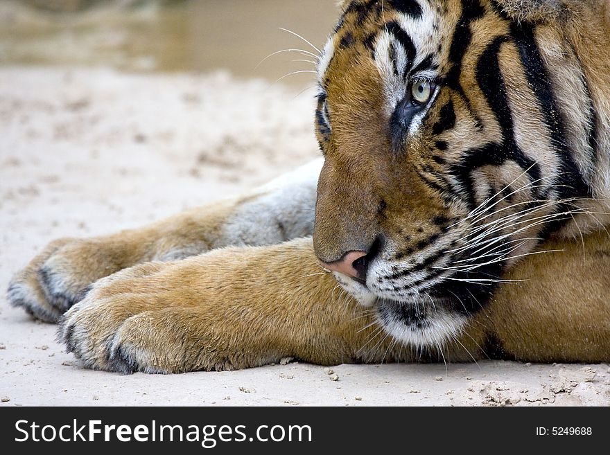 King of the jungle, big sumatran tiger held in captivity