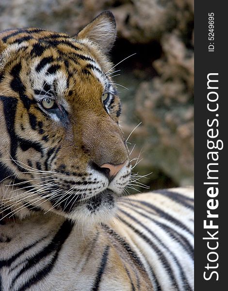 Close-up of the king of the jungle, big sumatran tiger