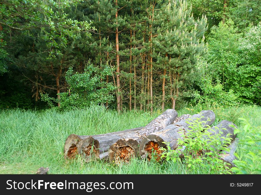 Beams and green pine forest on background