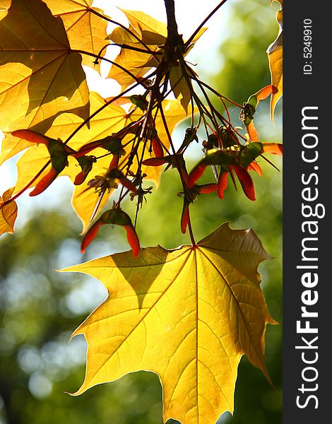 Orange autumn maple leaves for background