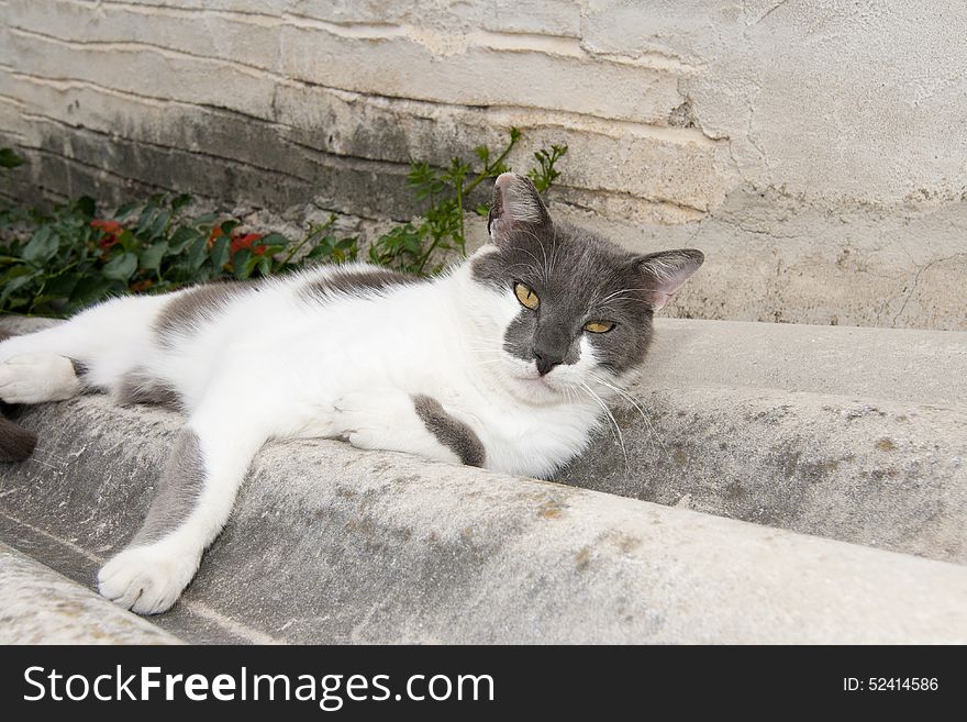 Beautiful cat relaxing on stone steps
