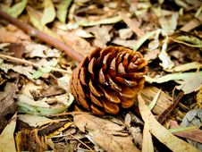 The Pine Cone Royalty Free Stock Photo The Pine Cone Royalty Free Stock Photo