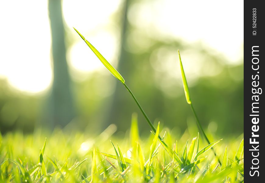 The Shinig Grass Under The Sunlight