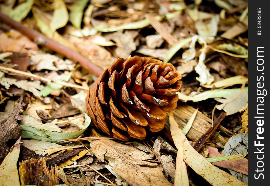 The pine cone with autumn color; lraves, branches and ground