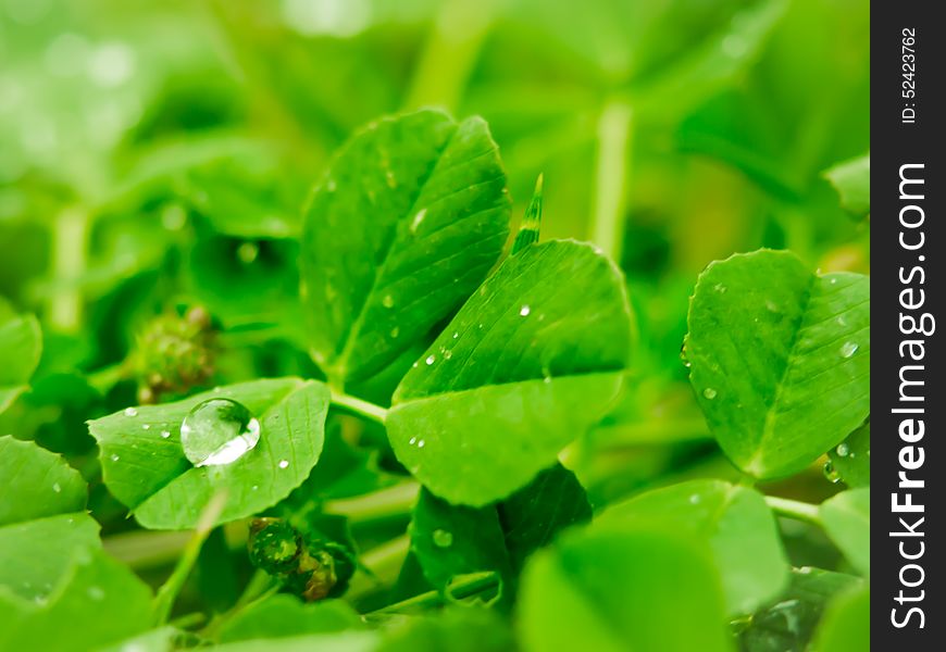 The Water Drop On The Clover