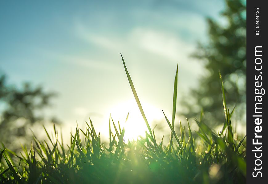 The Grass under the Morning Sunlight