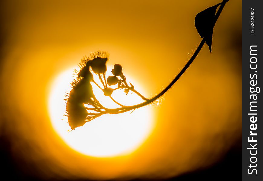 Flowers Shining On Sunset