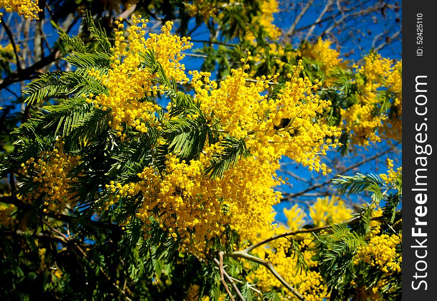 The yellow mimoza is blooming in spring town. The yellow mimoza is blooming in spring town.
