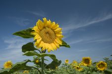 Sunflowers Field Royalty Free Stock Photo Sunflowers Field Royalty Free Stock Photo