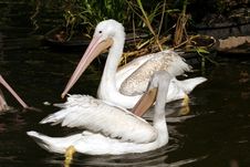 Two Water Fowl Royalty Free Stock Image Two Water Fowl Royalty Free Stock Image
