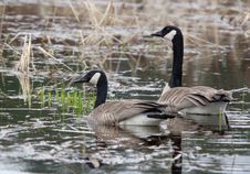 Geese In The Water. Royalty Free Stock Photos