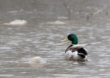 A Mallard Floats In The Water. Royalty Free Stock Photo