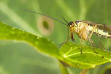 Scorpion Fly Stock Photo Scorpion Fly Stock Photo