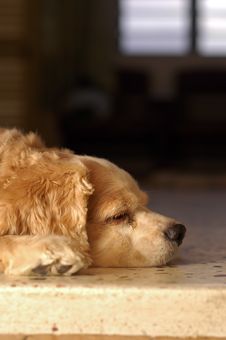 Sleepy Cocker Spaniel Royalty Free Stock Photo Sleepy Cocker Spaniel Royalty Free Stock Photo