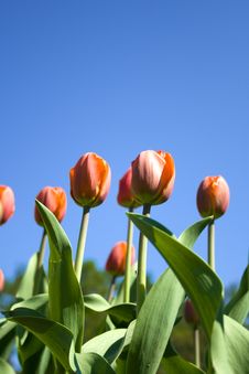 Orange Tulips Royalty Free Stock Photos